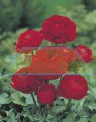 Ranunculus Red.jpg